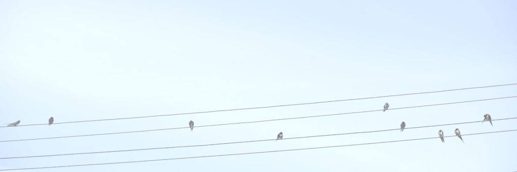 Birds sitting on phone lines