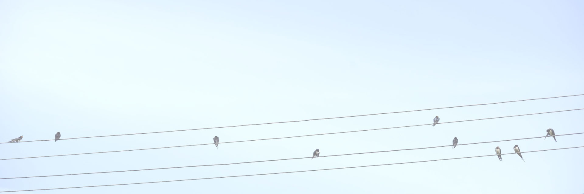 Birds sitting on phone lines